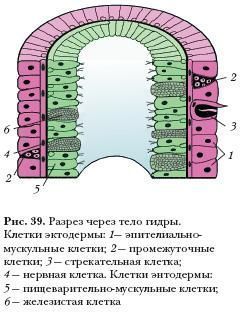 Купон кракен даркнет